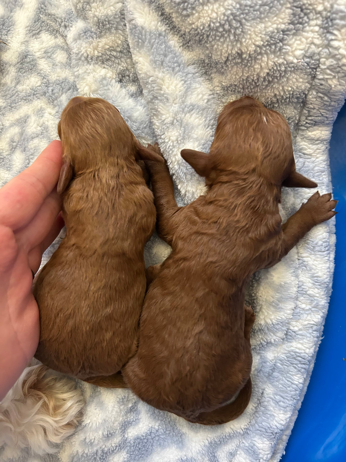 Mini Doodles $2,500