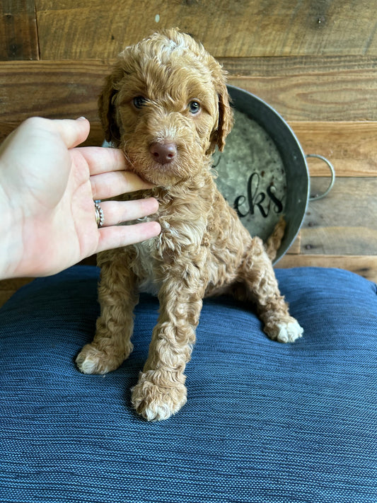 Male Goldendoodle $2,000